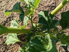 Datura ferox