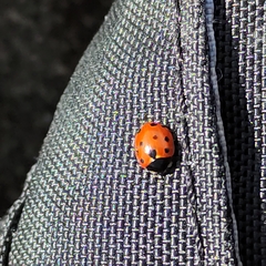 Coccinella undecimpunctata