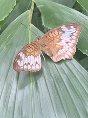 Tanaecia iapis puseda