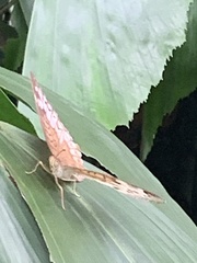 Tanaecia iapis puseda