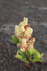 Rumex skottsbergii