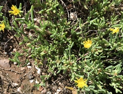 Malephora lutea