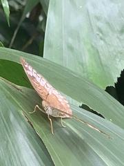 Tanaecia iapis puseda