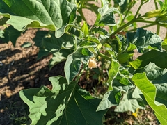 Datura ferox