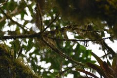 Chlorophonia callophrys