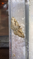 Costaconvexa centrostrigaria