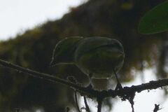 Chlorophonia callophrys
