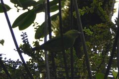 Chlorophonia callophrys