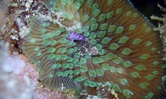 Lobactis scutaria