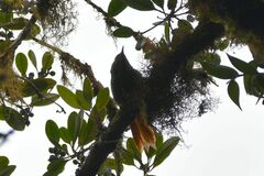 Cranioleuca erythrops