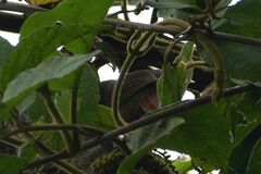 Cranioleuca erythrops