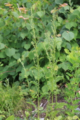 Artemisia maximovicziana