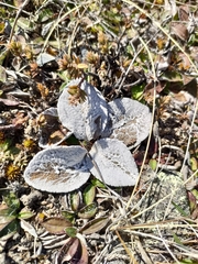 Brachyglottis haastii