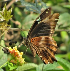 Papilio nireus lyaeus
