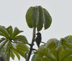 Cranioleuca erythrops