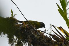 Chlorospingus flavopectus