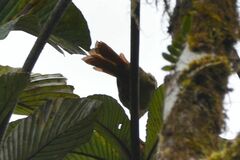 Furnariinae