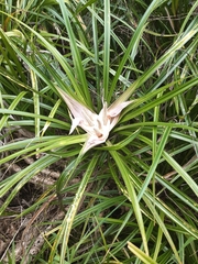 Freycinetia banksii