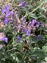 Bombus centralis