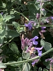 Bombus centralis