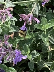 Bombus centralis