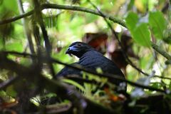 Chamaepetes unicolor