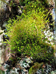 Leptostomum macrocarpum