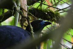 Chamaepetes unicolor