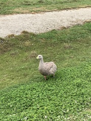 Cereopsis novaehollandiae