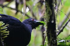 Chamaepetes unicolor