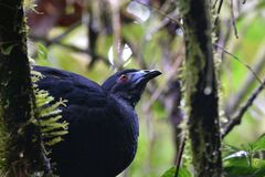 Chamaepetes unicolor