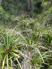 Freycinetia banksii