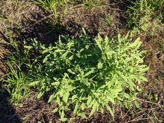 Physalis acutifolia
