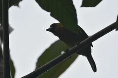 Semnornis frantzii