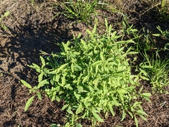 Physalis acutifolia