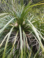 Freycinetia banksii