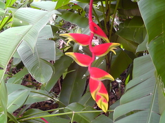 Heliconia rostrata