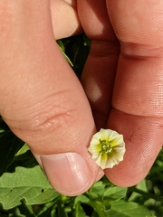 Physalis acutifolia