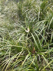 Freycinetia banksii