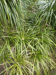 Freycinetia banksii