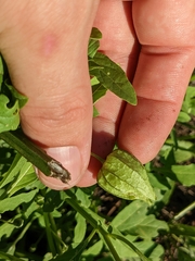 Physalis acutifolia