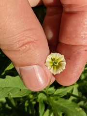 Physalis acutifolia