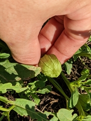 Physalis acutifolia