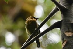 Semnornis frantzii