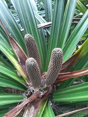 Freycinetia banksii