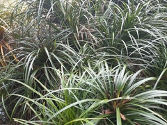 Freycinetia banksii