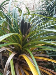 Freycinetia banksii