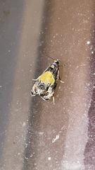 Olethreutes osmundana