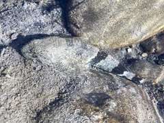 Cottus