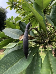 Plumeria obtusa